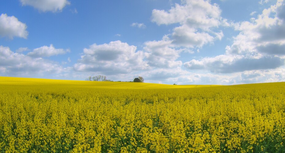A field full of rapeseed