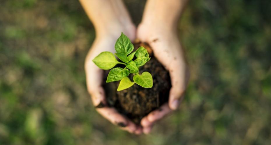 A pair of hands holding soil with a plant growing