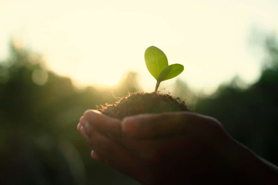 Trees are planted on coins in human hands with green natural backgrounds.